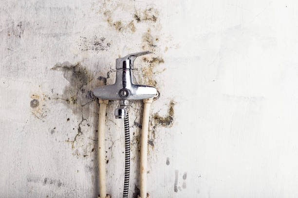 Best Insurance-Related Mold Remediation in Newfoundland, NJ