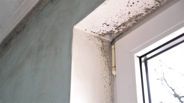 Best Health and Safety Mold Remediation in Newfoundland, NJ