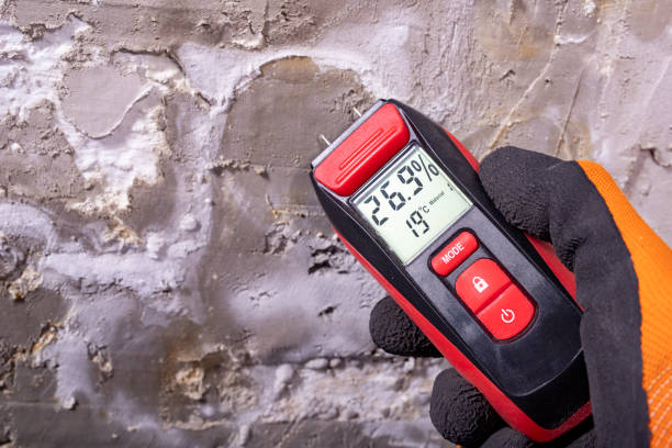 Best Residential Mold Remediation in Newfoundland, NJ