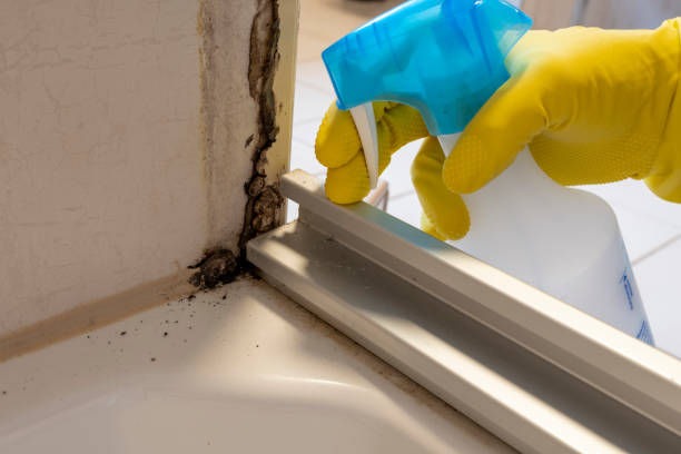 Best Industrial Mold Remediation in Newfoundland, NJ