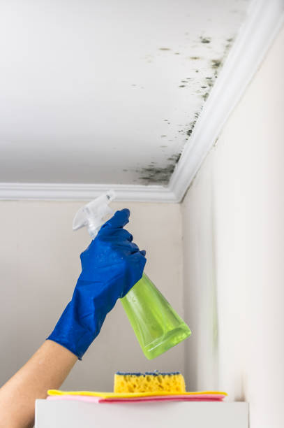 Best Black Mold Remediation in Newfoundland, NJ