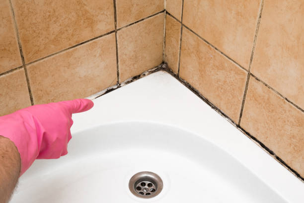 Reliable Newfoundland, NJ Mold Remediation Solutions